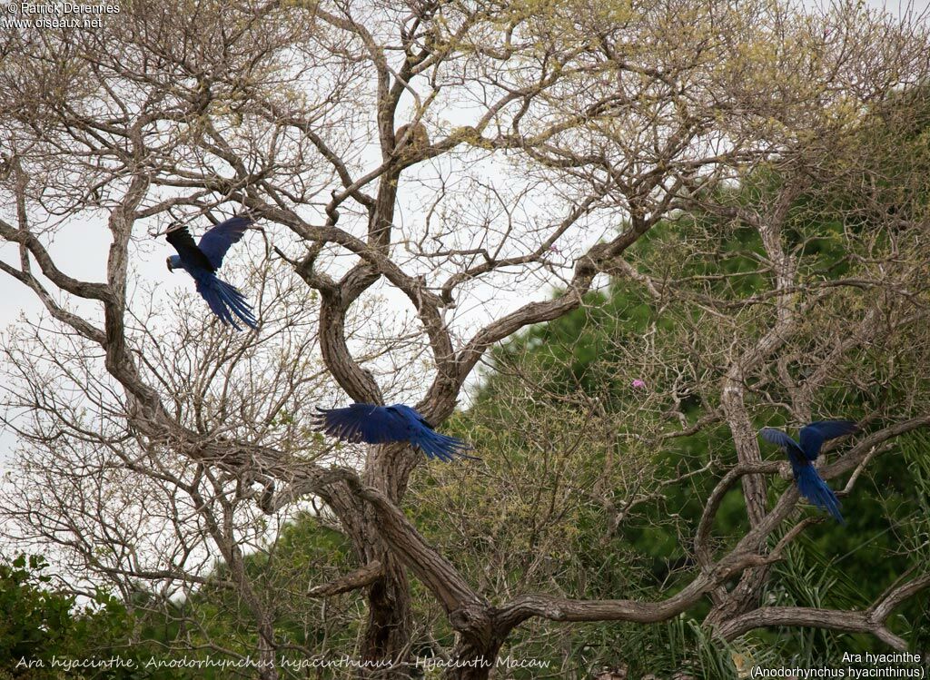 Hyacinth Macaw, identification, habitat, Flight