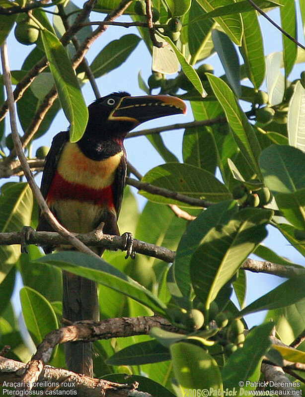 Chestnut-eared Aracariadult breeding