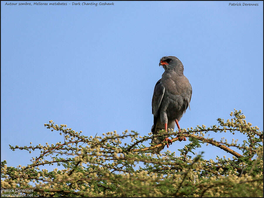 Dark Chanting Goshawkadult, habitat