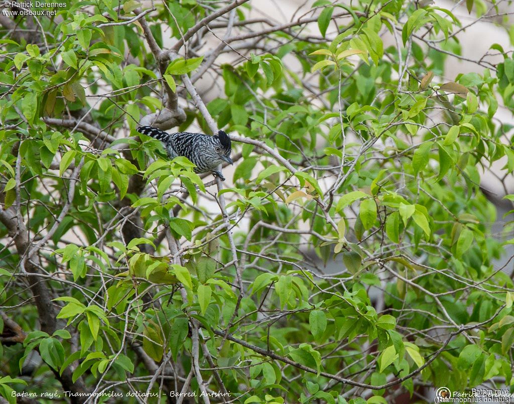 Batara rayé, identification, habitat