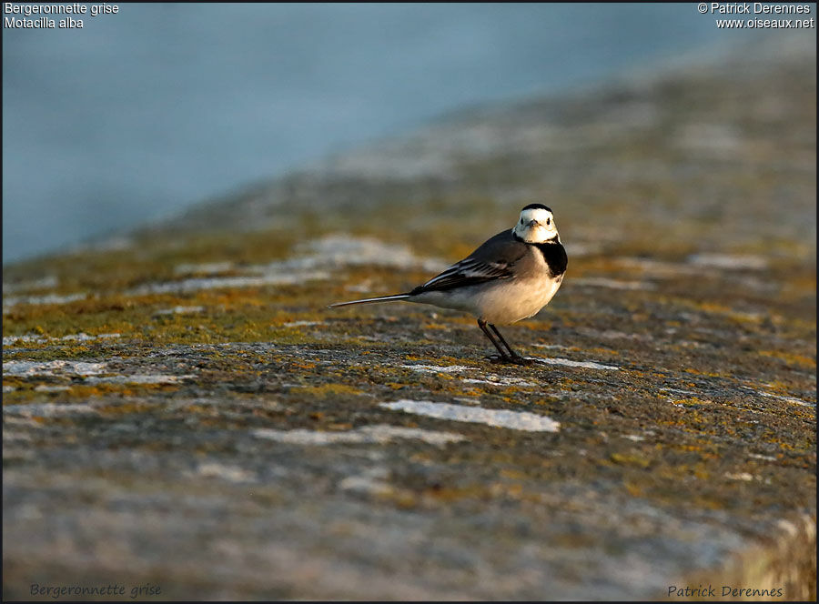 White Wagtailadult, identification