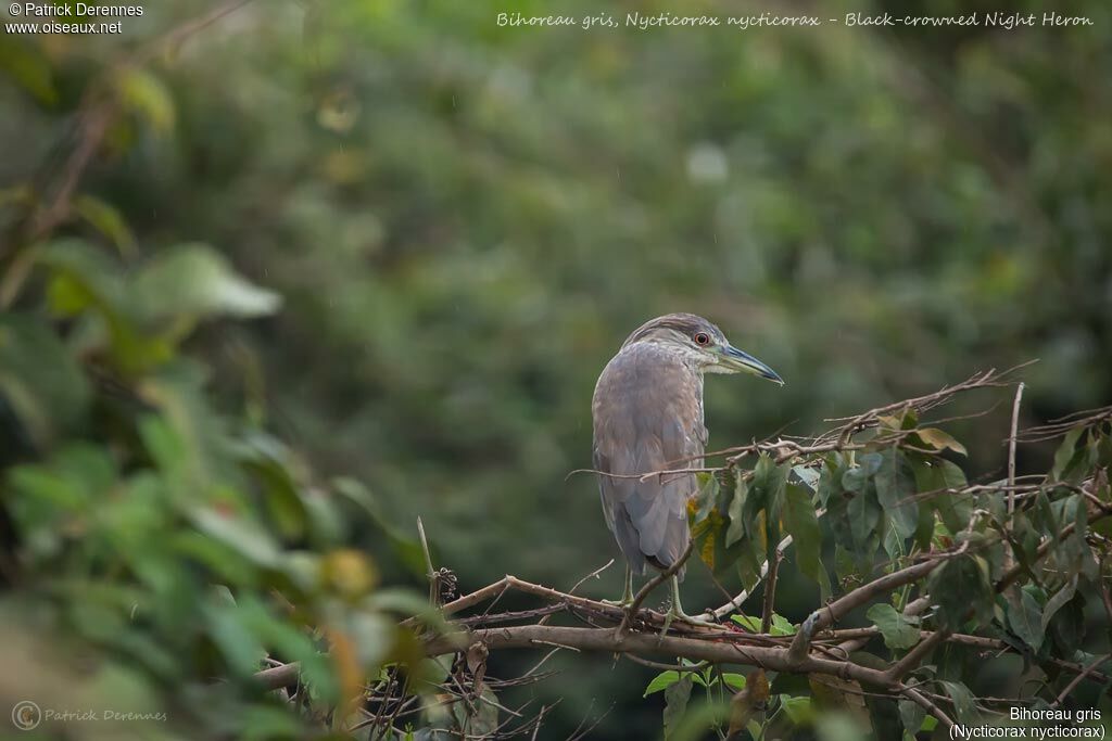 Black-crowned Night Heron, identification, habitat