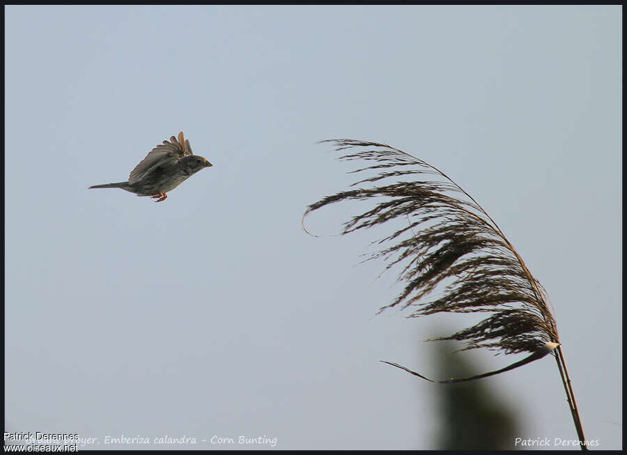 Corn Buntingadult, Flight