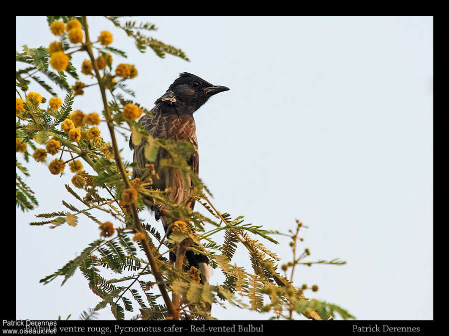 Red-vented Bulbul, habitat