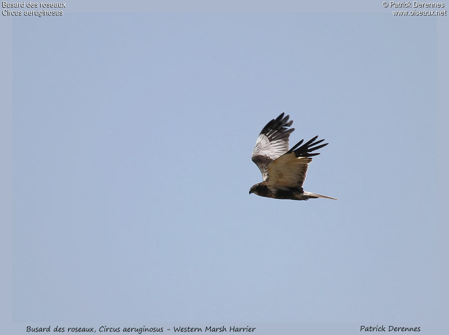 Western Marsh Harrier, Flight