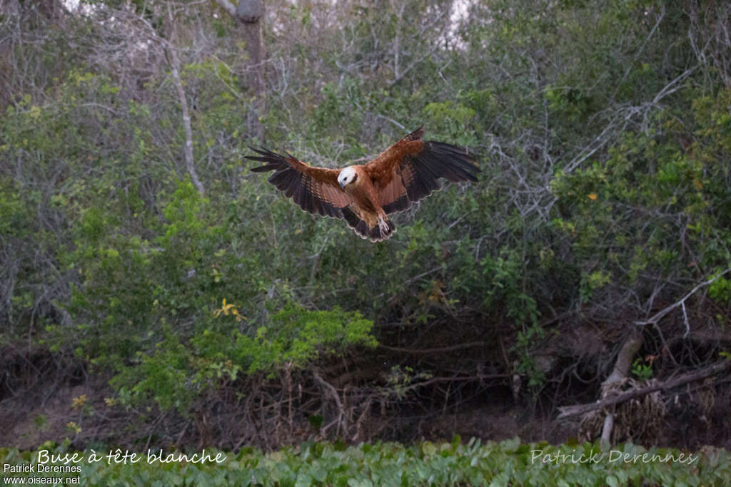 Buse à tête blancheadulte, habitat, Vol, pêche/chasse