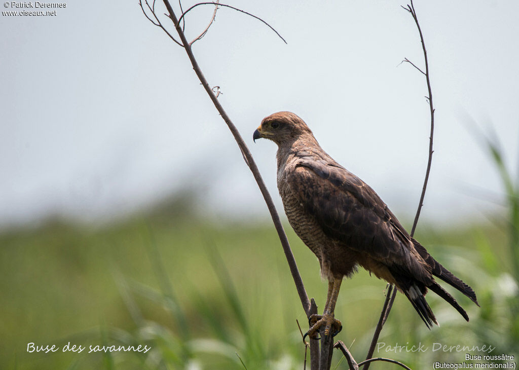 Savanna Hawk, identification