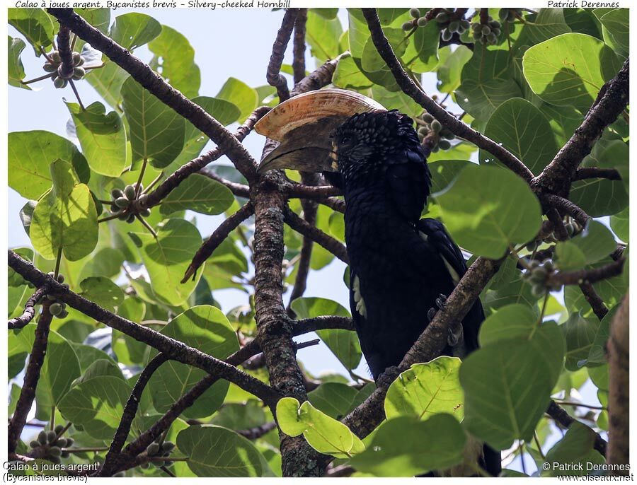 Silvery-cheeked Hornbill male adult, identification