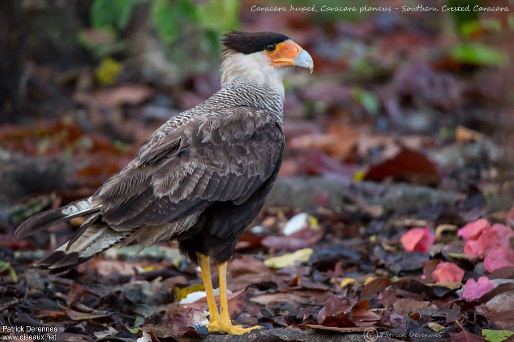 Crested Caracaraadult, identification