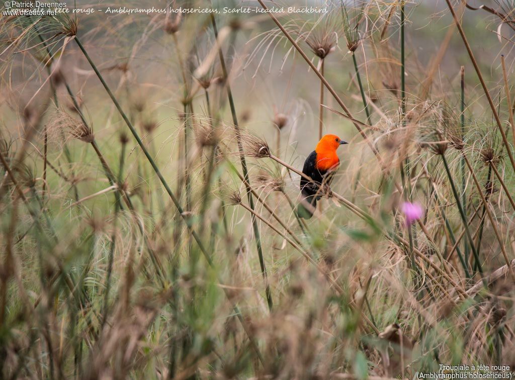Scarlet-headed Blackbird