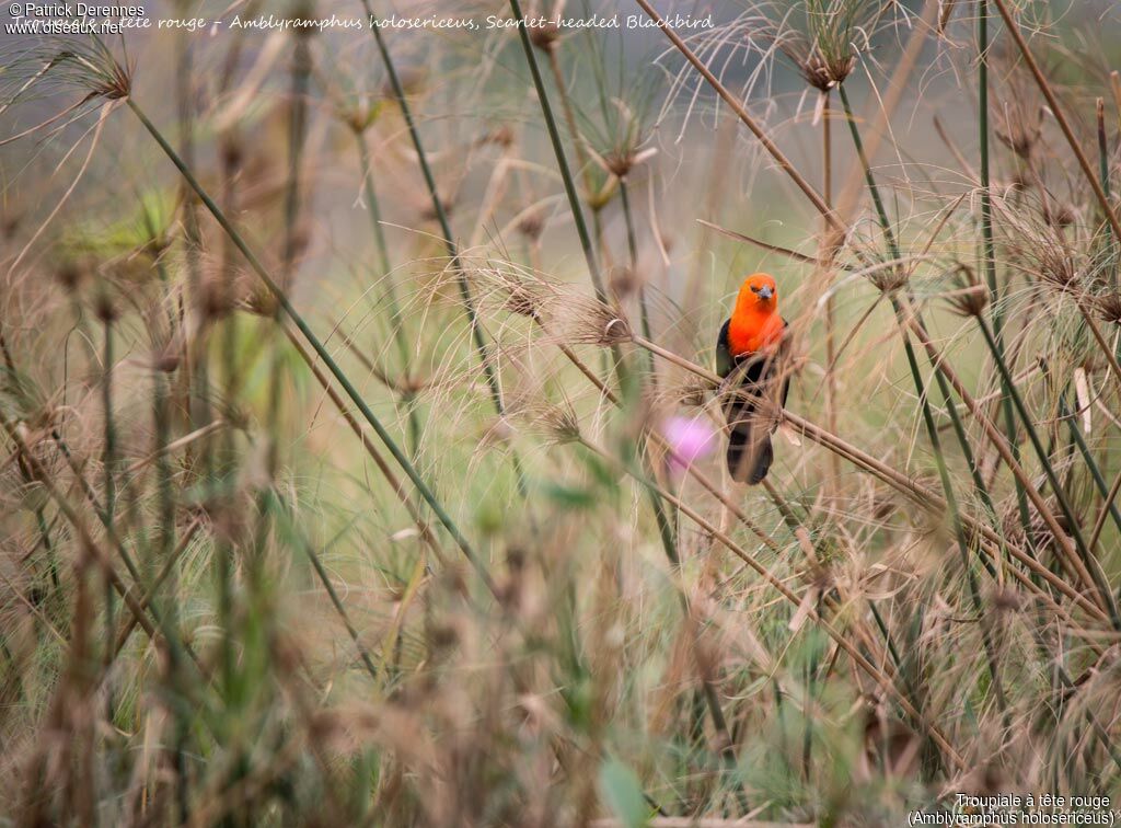 Scarlet-headed Blackbird