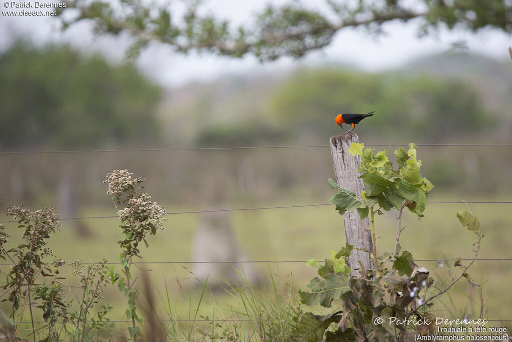 Scarlet-headed Blackbird