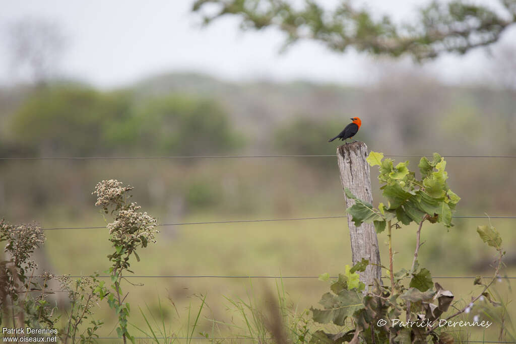 Scarlet-headed Blackbird