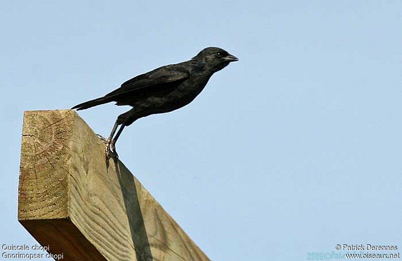 Chopi Blackbird