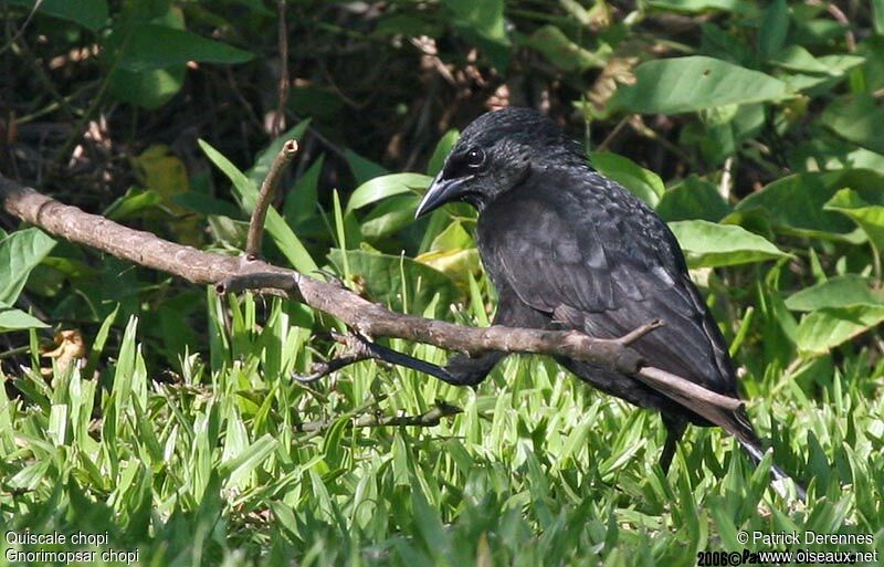 Chopi Blackbird