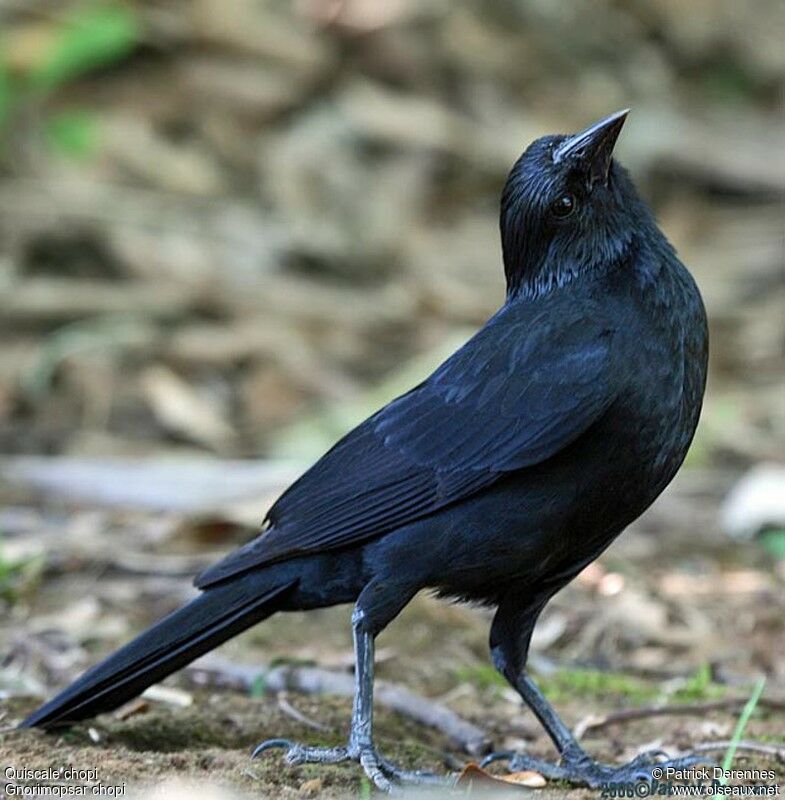 Chopi Blackbird