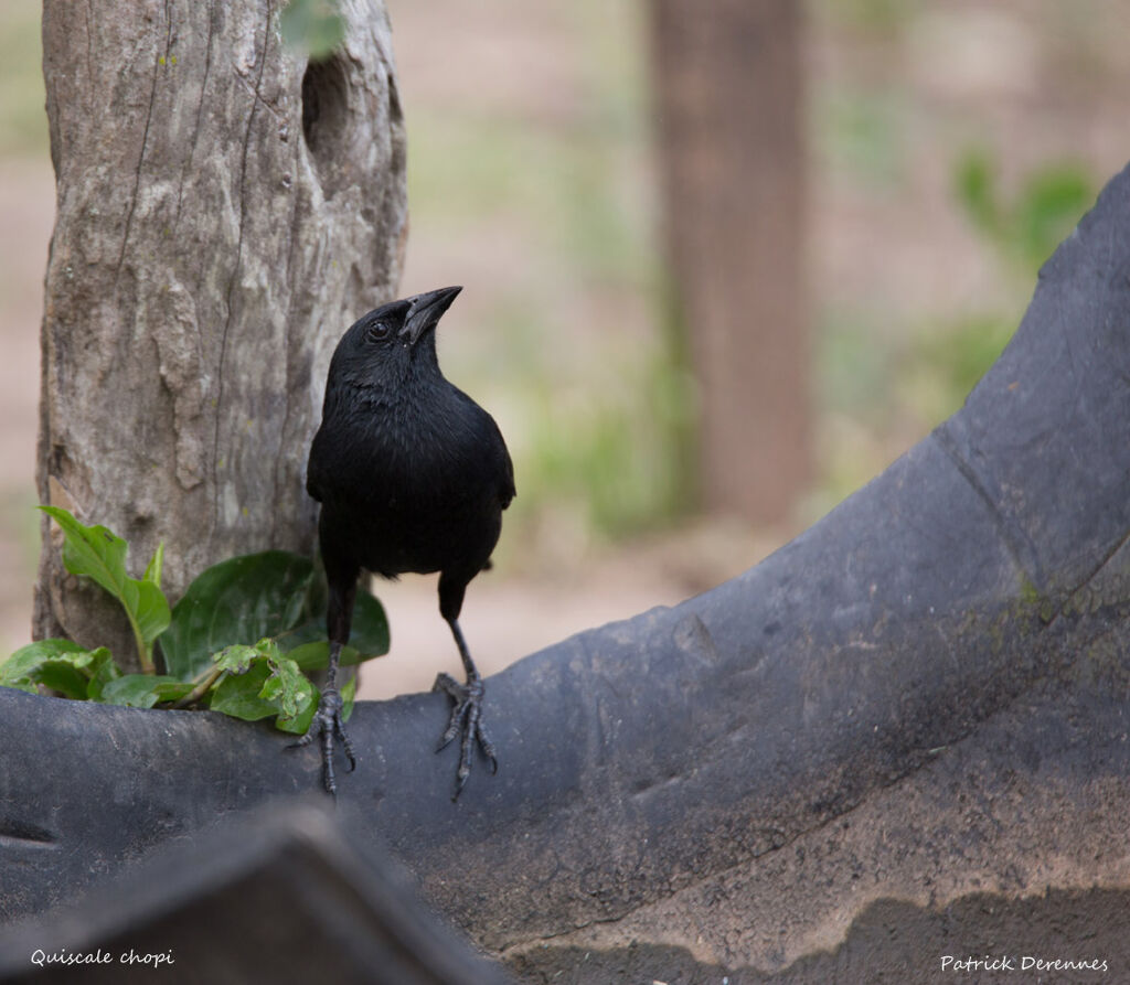 Chopi Blackbird