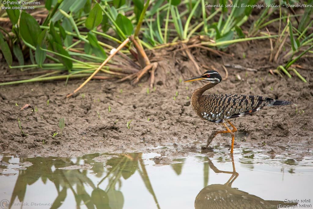 Sunbittern, identification, habitat