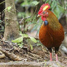 Coq de Lafayette