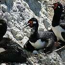 Cormoran de Magellan