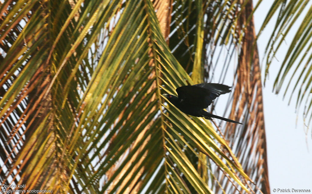 Asian Koel