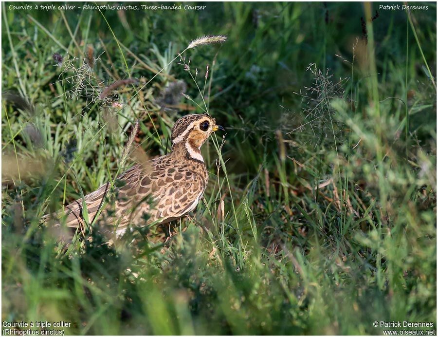Courvite à triple collieradulte, identification