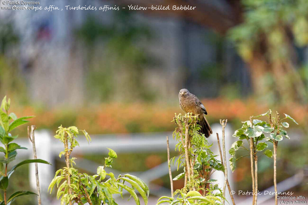 Yellow-billed Babbler, identification, habitat
