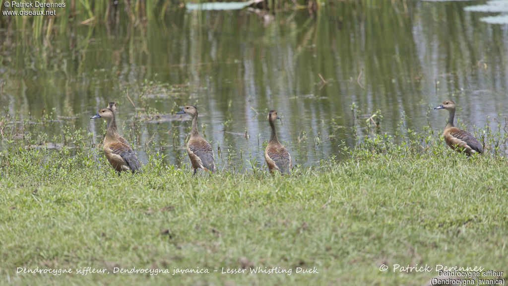 Dendrocygne siffleur, identification, habitat