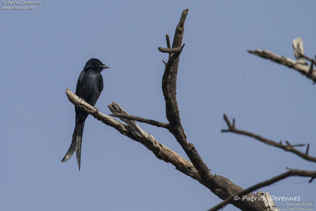 Drongo royal, identification, habitat