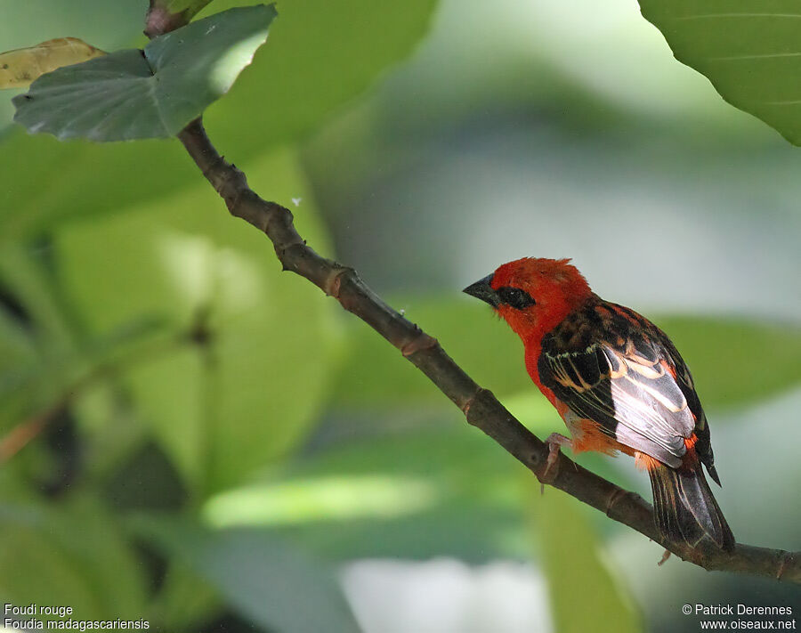 Red Fody male adult, identification