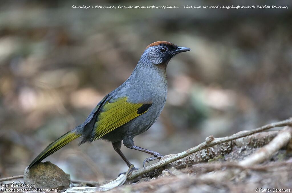 Silver-eared Laughingthrush