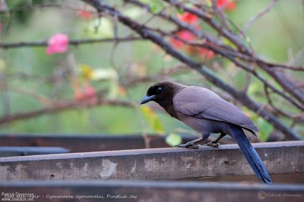 Purplish Jayadult, pigmentation, Behaviour
