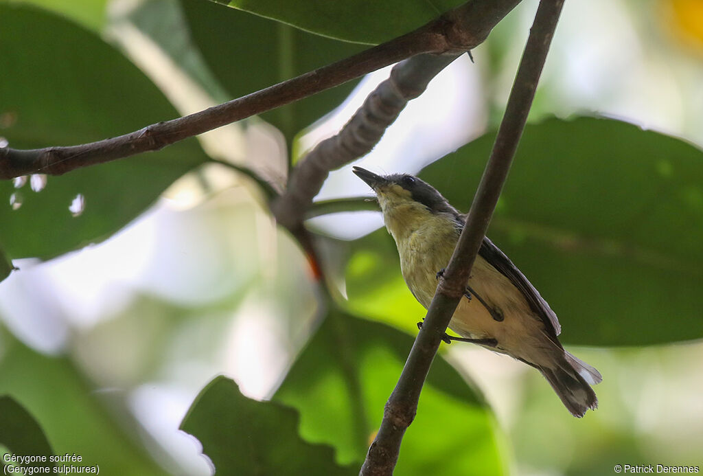 Golden-bellied Gerygone, song