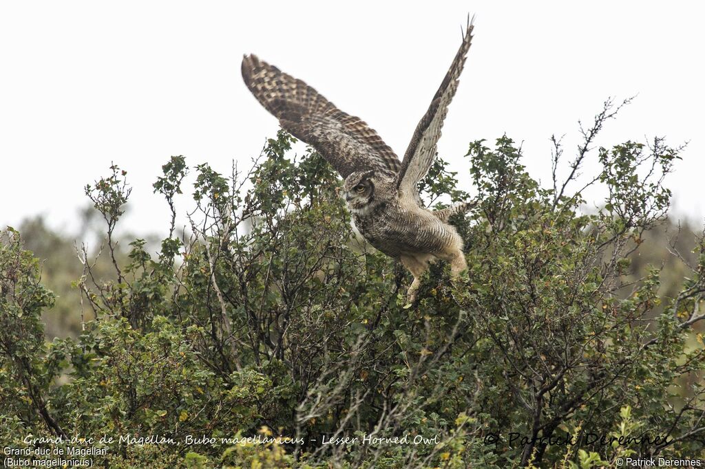 Lesser Horned Owl