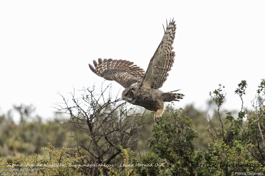 Lesser Horned Owl