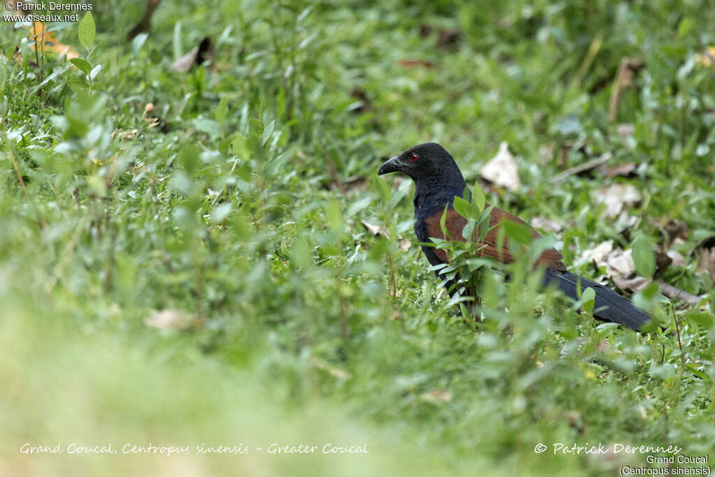 Greater Coucal, identification