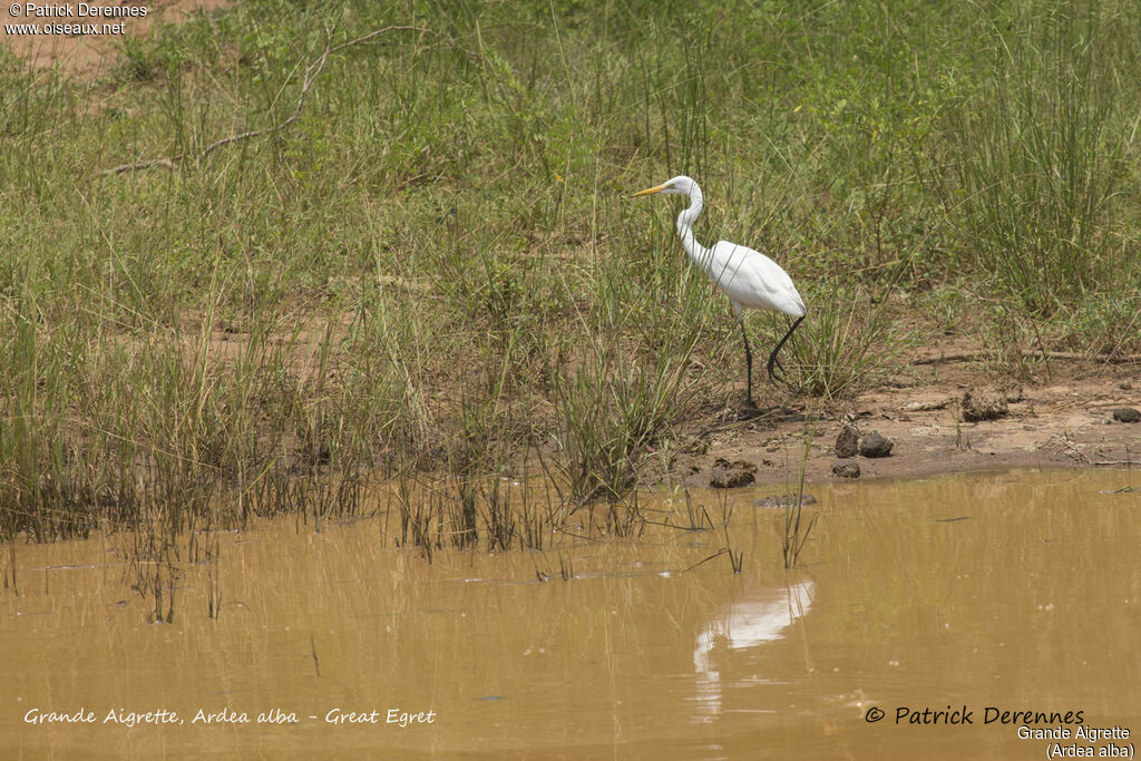 Great Egret, identification, habitat