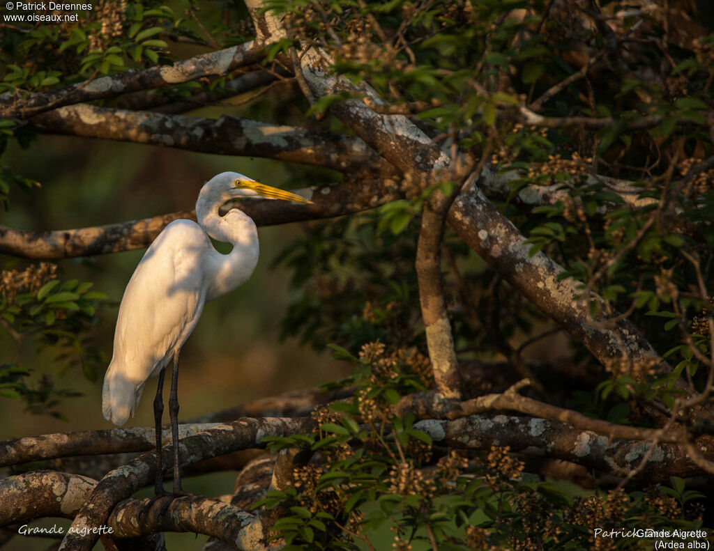 Grande Aigrette, identification, habitat
