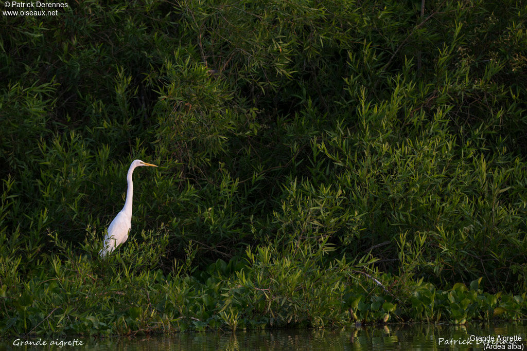 Great Egret, identification, habitat