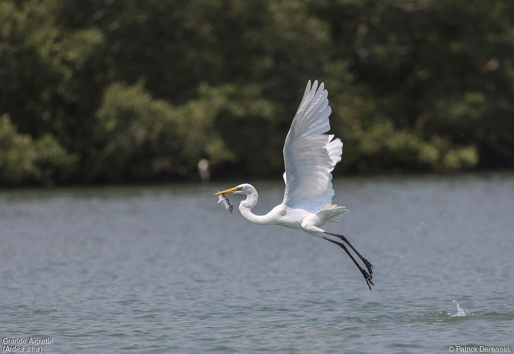 Great Egret