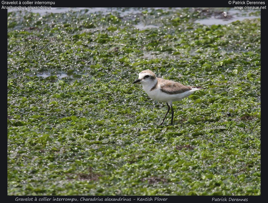 Kentish Plover, identification