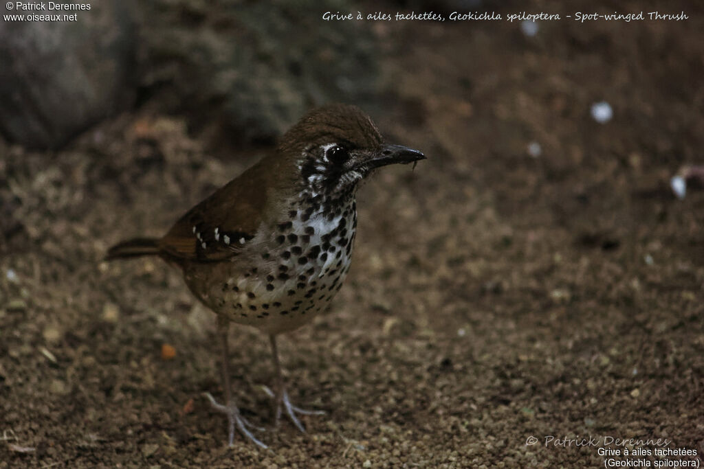 Grive à ailes tachetées, identification, habitat