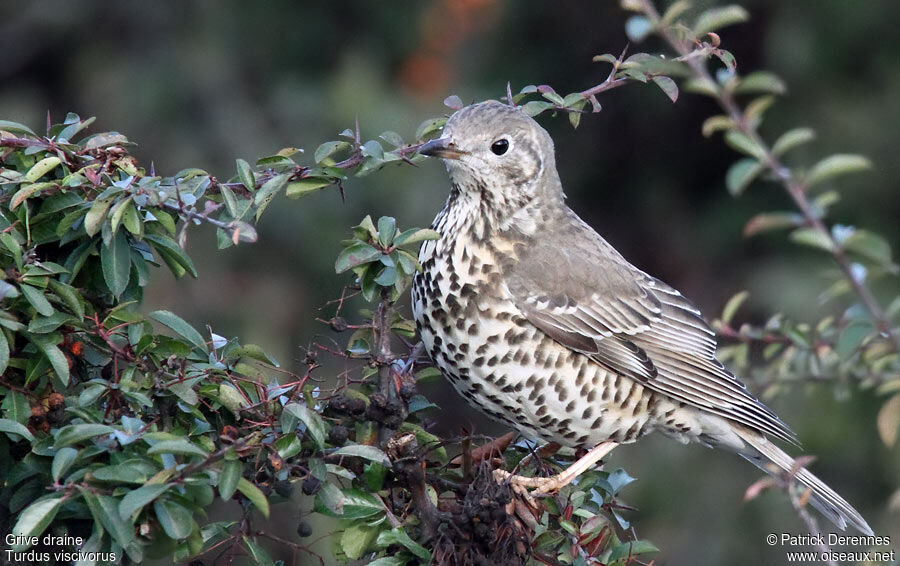 Mistle Thrush, identification