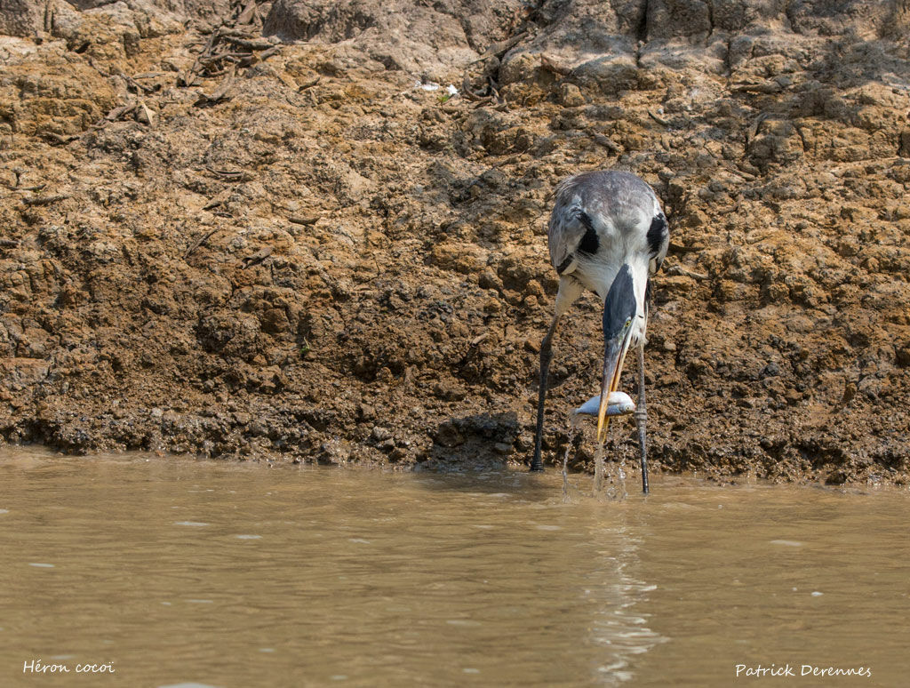 Cocoi Heron, identification, habitat, feeding habits, fishing/hunting