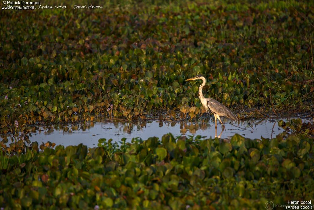 Héron cocoi, identification, habitat