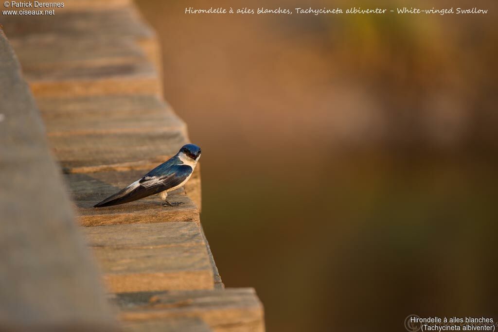 White-winged Swallow, identification