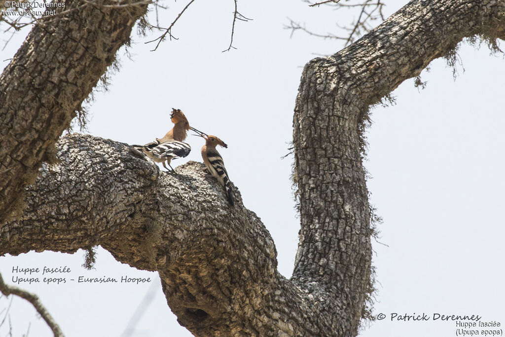Huppe fasciéeadulte nuptial, habitat, parade, Comportement