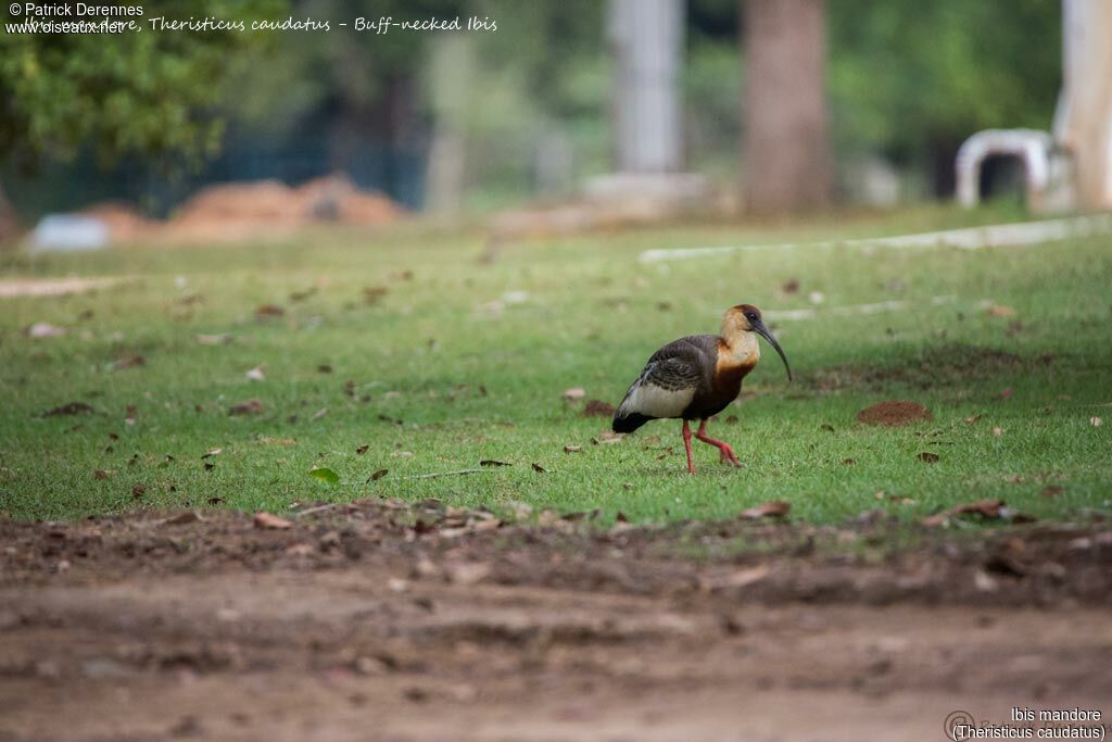 Ibis mandore, identification, habitat