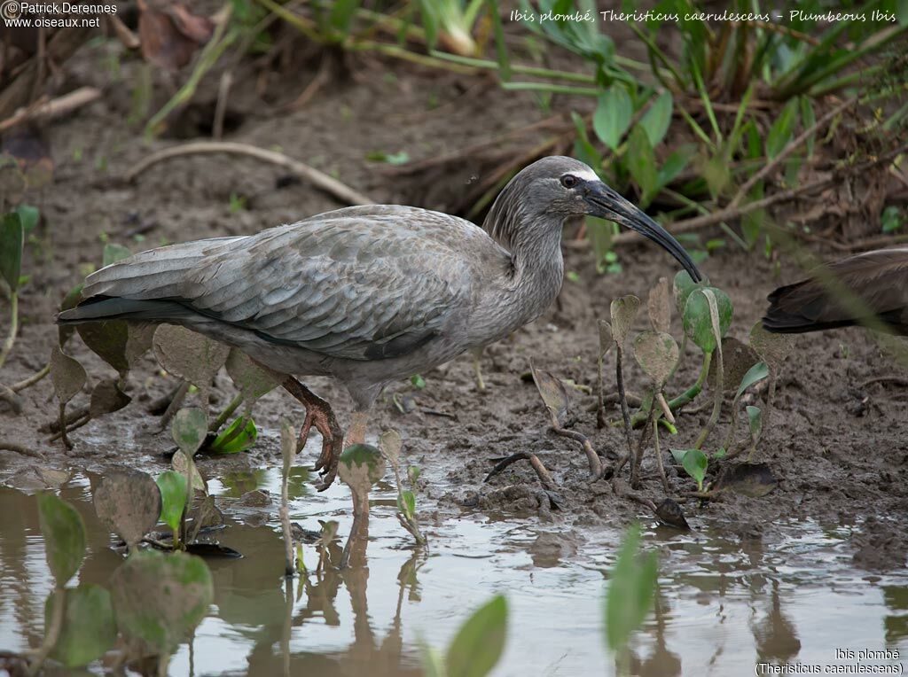 Plumbeous Ibis, identification, habitat, walking