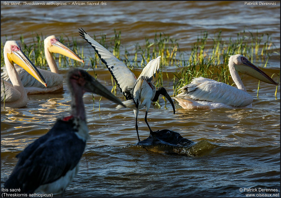 African Sacred Ibis, Flight